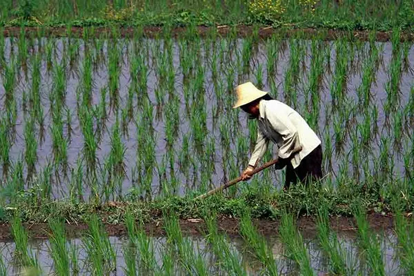 Rice farmers work in the rice paddies
